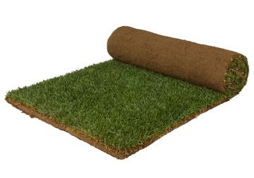 GHG Dwarf Low-Mow- Bluegrass