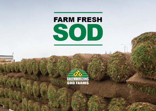 Fresh Farm Sod