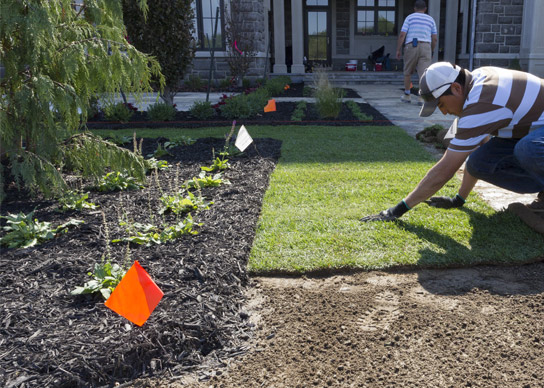 Sod for Landscapers