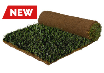 GHG Eco Solutions: Camel Grass