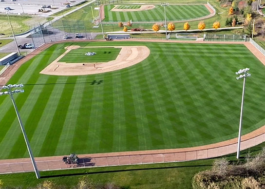 Sports Field Sod