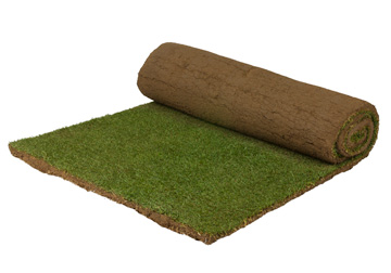 GHG Tees and Fairways Bentgrass